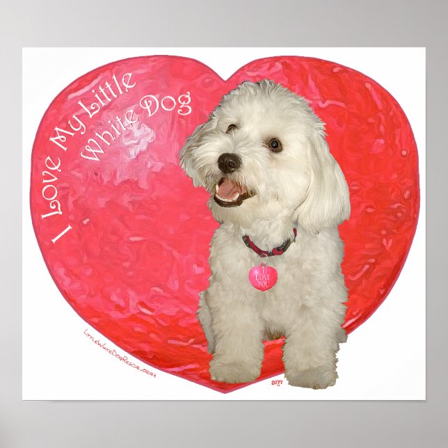 Havanese Valentine Day Poster (Framsidan)