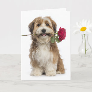 Havanese Valentine – Öm kärlek och hängivenhet Kort