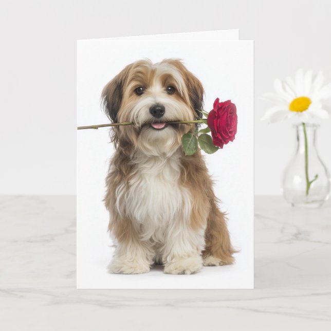 Havanese Valentine – Öm kärlek och hängivenhet Kort (Liten växt)