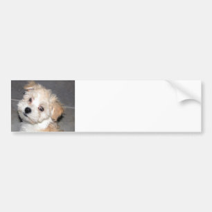 Havanese valp bildekal