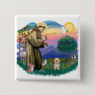 Havanese Valp Knapp