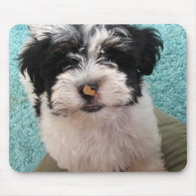 Havanese valp musmatta (Framsidan)