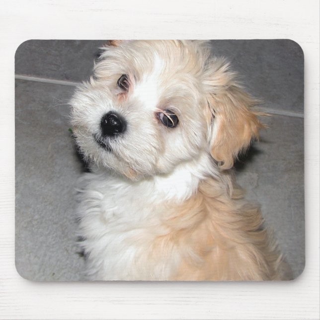 Havanese valp musmatta (Framsidan)