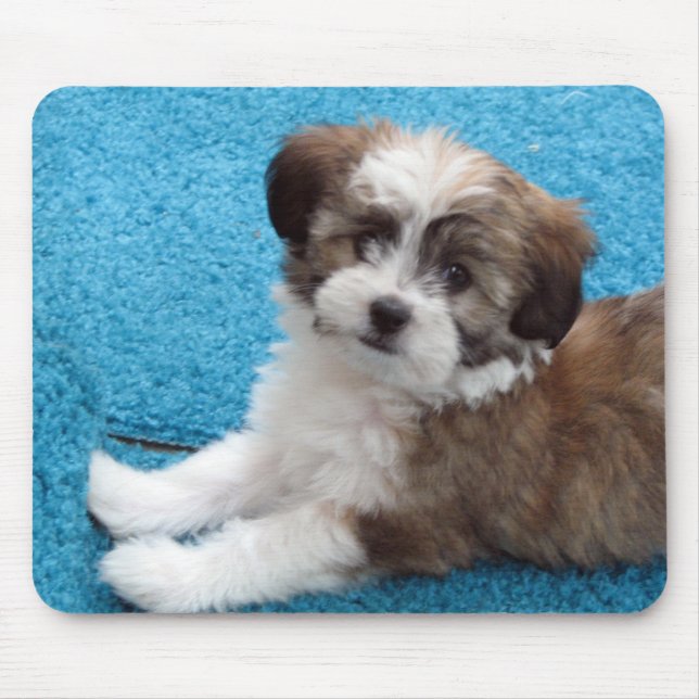 Havanese valp musmatta (Framsidan)