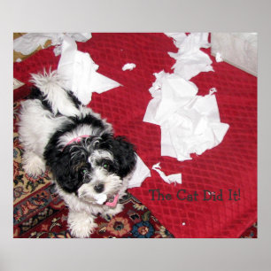 Havanese valp poster