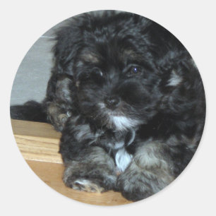 Havanese valp runt klistermärke