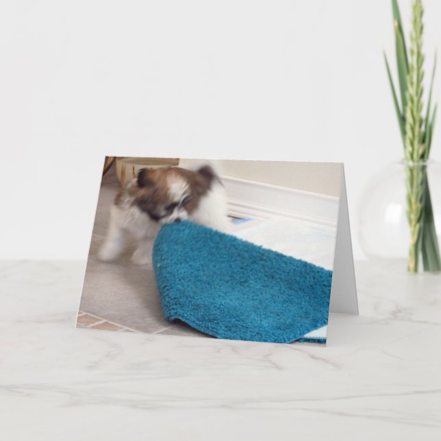 Havanese valp som flyttar hans matta kort (Framsida)