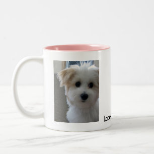Havanese valp Två-Tonad mugg