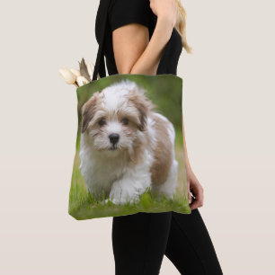 Havanese valp tygkasse