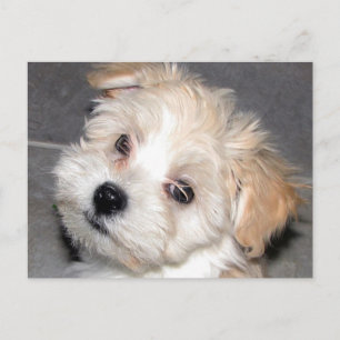 Havanese valp vykort