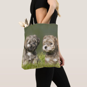 Havanese valpar tygkasse