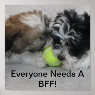 Havanese valpar - vänskap - BFF Poster