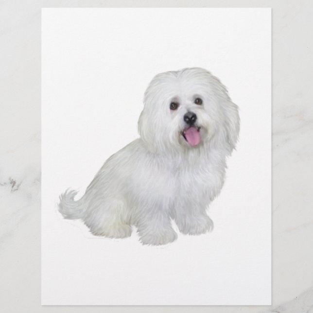 Havanese (vit) (Framsida)
