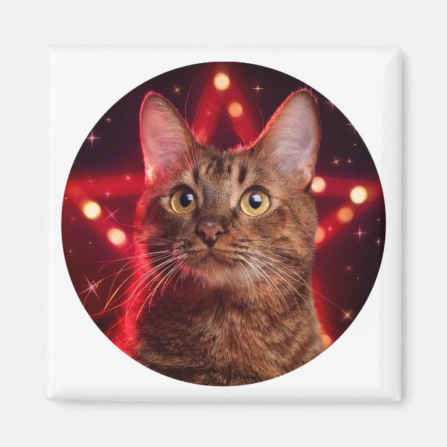 Havanna Brown Cat (med ryggrad av stärkelse) Magnet (Framsidan)