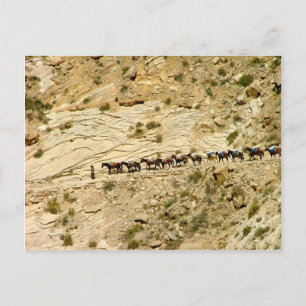 Havasu Canyon Pack Tåg Vykort
