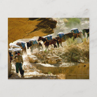 Havasu Canyon Pack Tåg Vykort