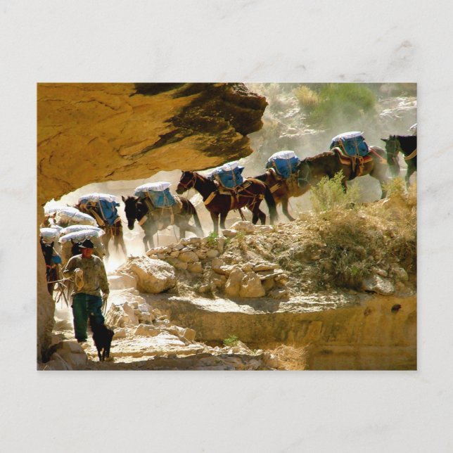 Havasu Canyon Pack Tåg Vykort (Framsida)