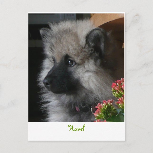 Havel Arrives i Amerika vykort (Framsida)