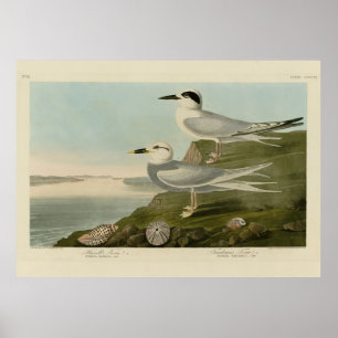 Havells och Trudeaus Tern Audubon Birds of America Poster