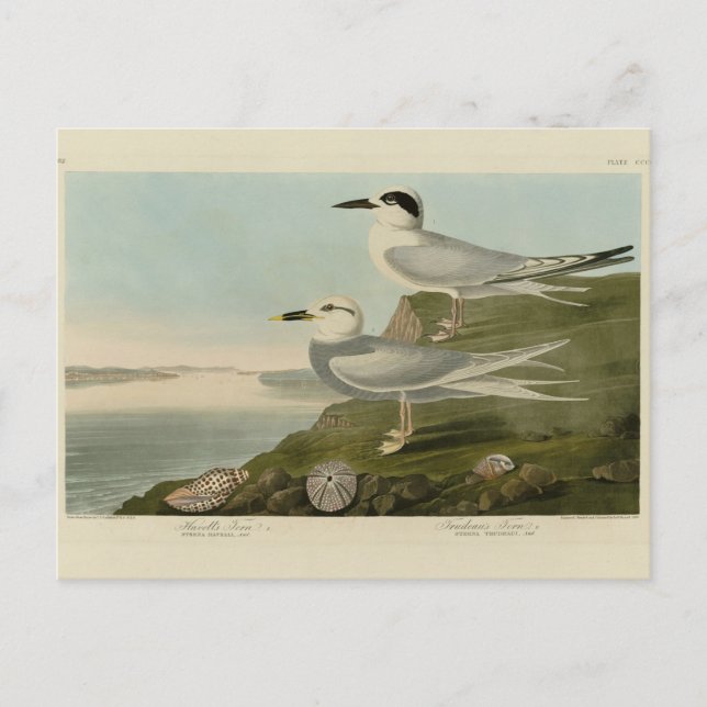 Havells och Trudeaus Tern Audubon Birds of America Vykort (Framsida)
