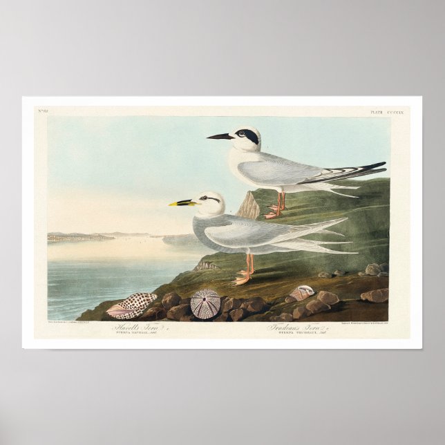 Havells Tern och Trudeau's Tern av Audubon Poster (Framsidan)