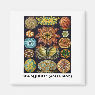 Havet sprutar (Ascidians - Artforms av naturen) Magnet