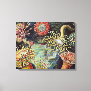 Havets anemonart canvastryck