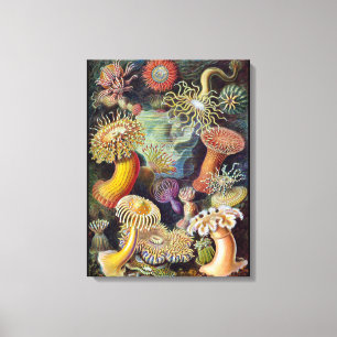 Havets anemonart canvastryck