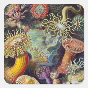 Havets anemonart fyrkantigt klistermärke