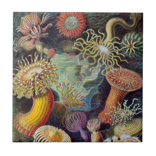 Havets anemonart kakelplatta