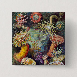 Havets anemonart knapp