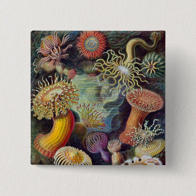 Havets anemonart knapp (Framsida)