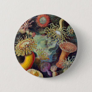 Havets anemonart knapp