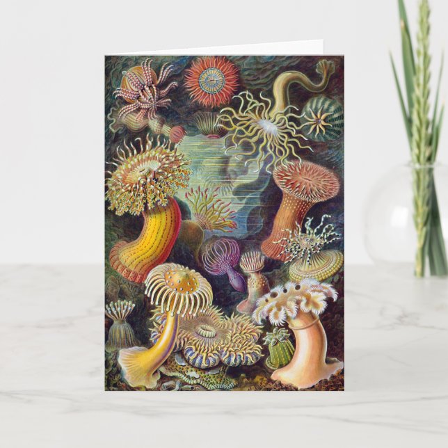 Havets anemonart kort (Framsida)