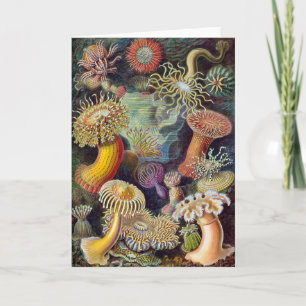 Havets anemonart kort
