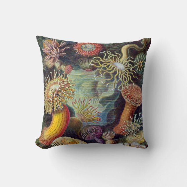 Havets anemonart kudde (Framsida)
