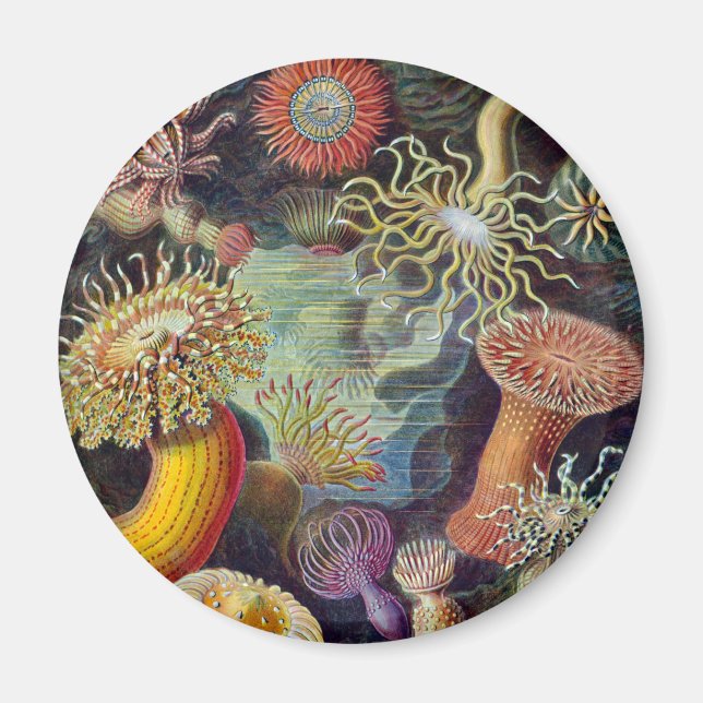 Havets anemonart magnet (Framsidan)