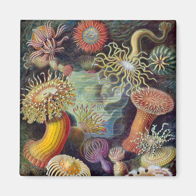 Havets anemonart magnet (Framsidan)