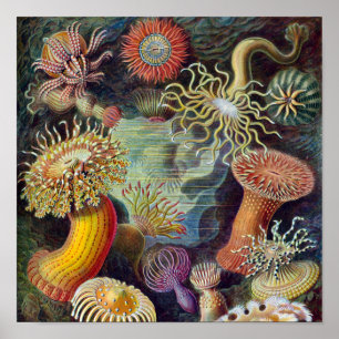 Havets anemonart poster