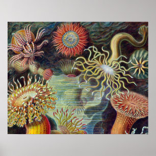 Havets anemonart poster