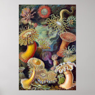 Havets anemonart poster