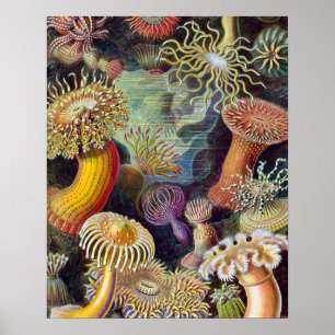 Havets anemonart poster