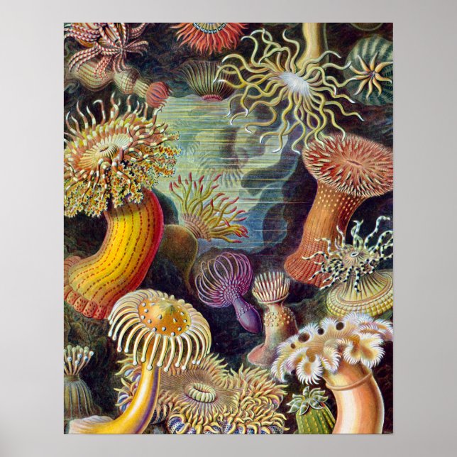 Havets anemonart poster (Framsidan)