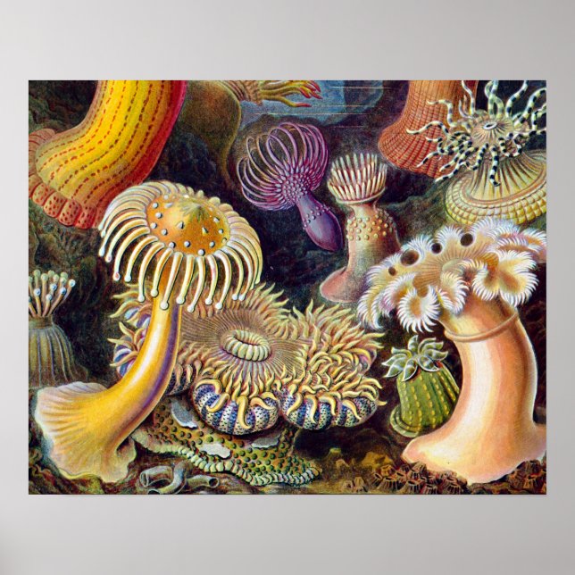 Havets anemonart poster (Framsidan)