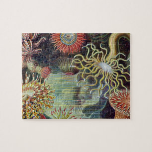 Havets anemonart pussel