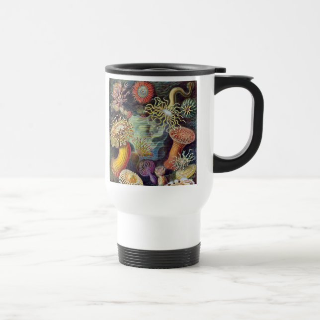 Havets anemonart resemugg (Höger)
