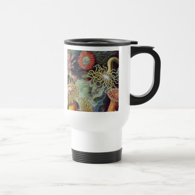 Havets anemonart resemugg (Höger)