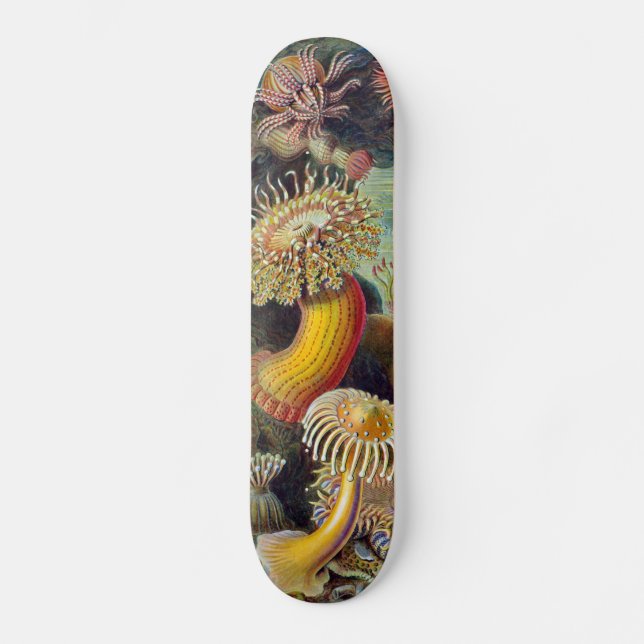 Havets anemonart skateboard bräda 20,5 cm (Framsida)