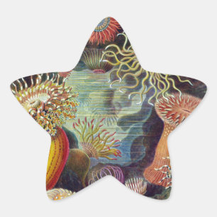 Havets anemonart stjärnformat klistermärke
