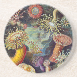 Havets anemonart underlägg sandsten
